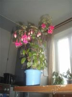 Лот: 439889. Фото: 2. фуксия. Комнатные растения и уход