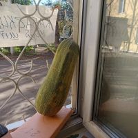 Лот: 25774538. Фото: 2. Кабачки. Продукты