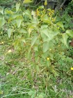 Лот: 13693244. Фото: 3. сирень саженец№6 очень красивая... Для дачи, дома, огорода, бани, парка