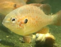 Лот: 18235729. Фото: 2. Окунь солнечный длинноухий (Lepomis... Аквариумистика