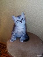 Лот: 9759163. Фото: 3. Остался прямоухий мальчик) Хороший... Растения и животные