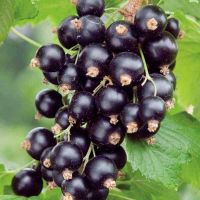 Лот: 7457110. Фото: 2. Черная Смородина. Продукты