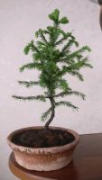 Лот: 13906063. Фото: 5. Bonsai