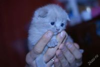 Лот: 1454140. Фото: 2. шотлаши!. Животные и уход
