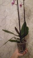 Лот: 8609411. Фото: 3. Phalaenopsis Amsterdam(орхидея... Растения и животные
