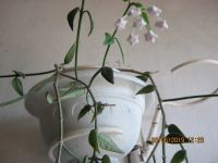 Лот: 13639426. Фото: 6. Хойя Белла