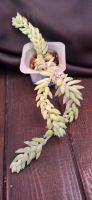 Лот: 23688406. Фото: 2. Суккулент Sedum Morganianum (Седум... Комнатные растения и уход