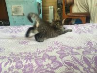 Лот: 11795622. Фото: 6. Котик в хорошие руки.