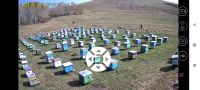 Лот: 21235325. Фото: 2. Пчелопакет. Пчелы. Пчелосемьи... Растения и животные