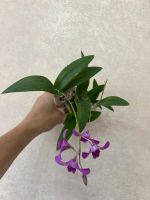 Лот: 25710988. Фото: 5. Орхидея Дендрофаленопсис мини