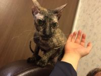 Лот: 5673950. Фото: 5. котята донского сфинкса
