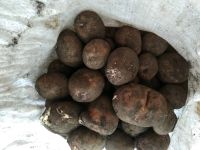 Лот: 11403944. Фото: 4. картофель сорта "Ред Скарлет...