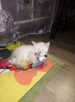 Лот: 13234247. Фото: 6. Котята невская маскарадная
