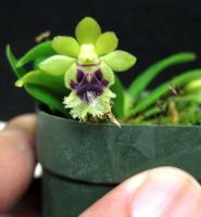 Лот: 11838486. Фото: 6. Орхидея Haraella retrocalla
