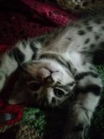 Лот: 19351311. Фото: 3. котенок. Растения и животные