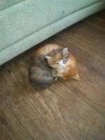 Лот: 14575416. Фото: 2. Отдам котят. Животные и уход