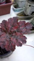 Лот: 18051946. Фото: 2. Гейхера мокко. Семена, рассада, садовые растения