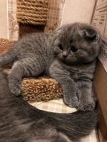 Лот: 10801821. Фото: 3. шотландцы котята шотландские. Растения и животные