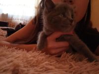 Лот: 10116624. Фото: 5. Отдам котят бесплатно)