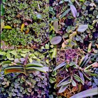 Лот: 25855696. Фото: 4. Мини-Орхидеи. Большая коллекция. Красноярск