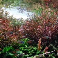Лот: 15145973. Фото: 2. Людвигия аркуата(Ludwigia arcuata... Аквариумистика