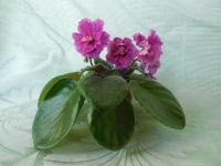 Лот: 6054927. Фото: 2. Фиалка ЕК- День рождения ( ук... Комнатные растения и уход