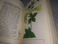 Лот: 19114191. Фото: 6. По страницам Красной книги. Растения...