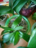 Лот: 16355466. Фото: 2. Семь взрослых орхидей. Комнатные растения и уход