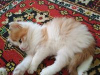 Лот: 11632843. Фото: 5. Котёнок ищет хозяев