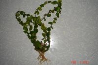 Лот: 1532508. Фото: 2. фикус-карликовый ficus sunni см... Комнатные растения и уход