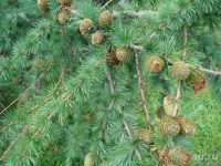 Лот: 9673714. Фото: 3. Лиственница сибирская (Larix sibirica... Для дачи, дома, огорода, бани, парка