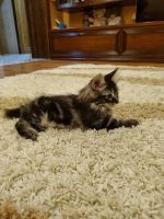 Лот: 19155009. Фото: 5. Котята курильский бобтейл