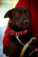 Лот: 1881785. Фото: 2. приют закрывается! замечательный... Животные и уход