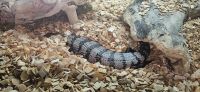 Лот: 25881403. Фото: 7. google pixel 6 pro (читаем описание...
