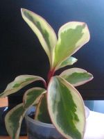 Лот: 5398521. Фото: 2. пеперомия вариегатная (черенок... Комнатные растения и уход
