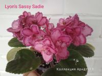 Лот: 13638253. Фото: 2. Фиалка Lyon's Sassy sadie, лист. Комнатные растения и уход