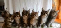 Лот: 8312081. Фото: 2. котенок сибирский. Животные и уход