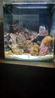 Лот: 15178172. Фото: 2. Помпа течения. Aquael reef 2600. Аквариумистика