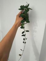 Лот: 9829335. Фото: 3. Хойя Тсанги (Hoya tsangii DS-70... Растения и животные