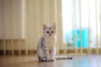 Лот: 11100354. Фото: 3. Продам британского котенка - котик... Растения и животные