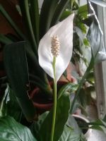 Лот: 17877775. Фото: 2. Спатифиллум. Комнатные растения и уход