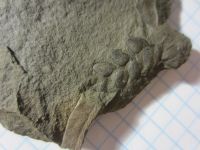 Лот: 17859954. Фото: 3. Окаменелость Палеозой Карбон 3. Красноярск