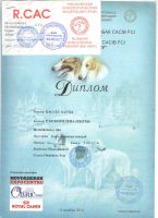 Лот: 12660753. Фото: 2. Бассет хаунд. Животные и уход