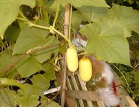 Лот: 15395855. Фото: 4. огурец желтый. Пуна Кера. (Индия... Красноярск