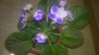 Лот: 8698612. Фото: 6. Фиалка Valeska Blue