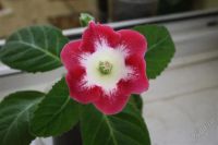 Лот: 2921046. Фото: 2. Глоксиния14 (цветущее растение... Комнатные растения и уход