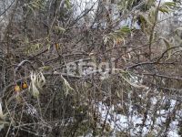 Лот: 25299291. Фото: 3. 1-комн. дача , садоводческое некоммерческое... Недвижимость