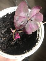 Лот: 19136512. Фото: 3. Оксалис. Растения и животные