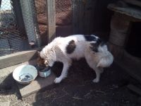 Лот: 5419233. Фото: 3. Щенок Восточно-Сибирской лайки... Растения и животные