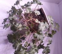 Лот: 15946628. Фото: 3. Пеларгония Deerwood Lavender Lass... Растения и животные